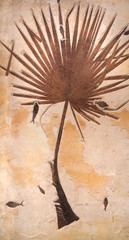 Fossil palm with fish