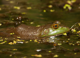 Bullfrog in a Midwest Wetland