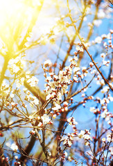 Apricot tree flower