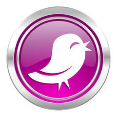 twitter violet icon