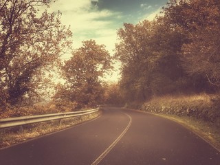 Strada con alberi vintage