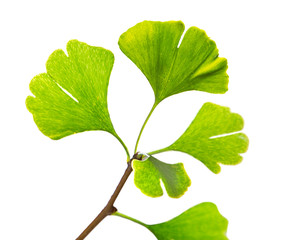 Green ginkgo biloba