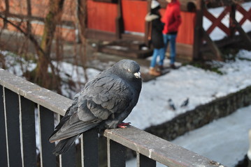 Fototapeta premium Pigeon, Poland, Bydgoszcz
