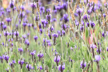 Obraz premium Fernleaf Lavender,Jagged Lavender