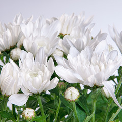 Fototapeta premium Chrysanthemum white on a gray background