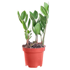 Zamioculcas in a pot on white background in full size