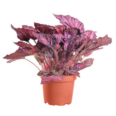 Begonia purple in the pot on white background in full size