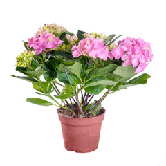 Hydrangea pink blooming in a pot on white background