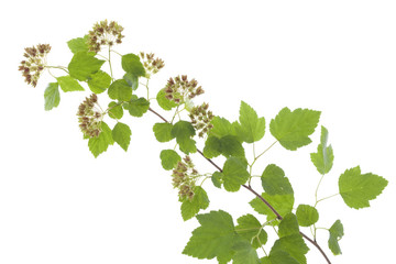Physocarpus opulifolius