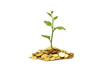 trees growing on coins / csr / sustainable development
