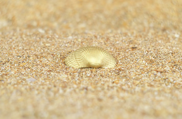 golden shell