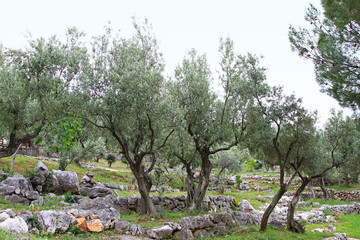 Fototapeta premium Olive tree