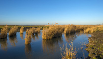 The shore of a lake in winter under a clear sky