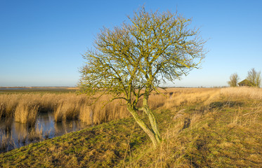 Fototapeta premium Tree on the shore of a lake in winter