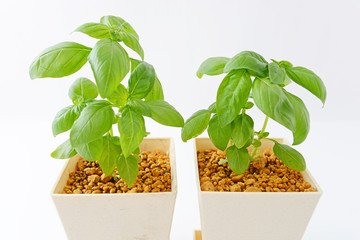 かわいいバジルの葉