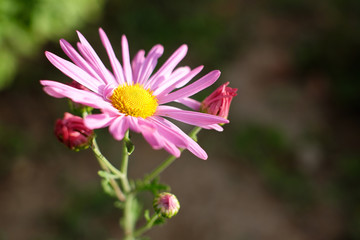 Fototapeta premium Purple Flower Close Up