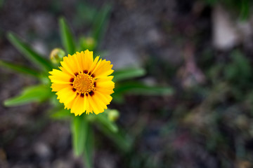 Yellow Flower Close Up
