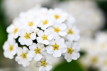 White Flowers Bouquet