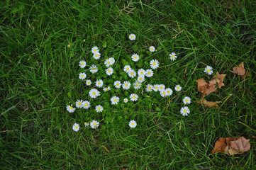 Matricaria , chamomile flower