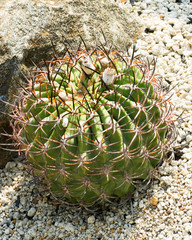 Eriosyce ihotzkyanae, Cactaceae, Chile