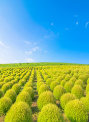 Field of green Kochia and blue sky