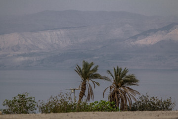 Fototapeta na wymiar Palms Trees on Dead sea
