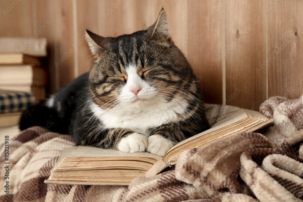 Wall mural cute cat lying with book on plaid