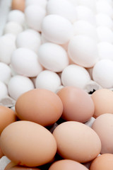 Eggs