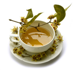 Chimonanthus Calicanto Wintersweet 蜡梅属 ロウバイ گل یخ