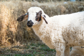 Fototapeta premium Cute shaggy little lamp