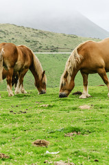 Horses on the mountain