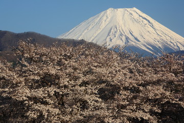 大法師公園からの桜と富士山