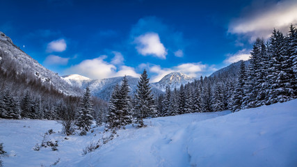 Fototapeta premium Winter in the Tatras