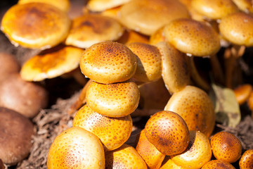 Zugitake Mushrooms in the farm