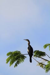 Anhinga bird standing on a tree