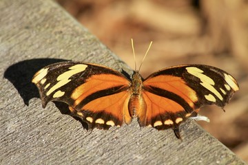 Autum Leaf butterfly