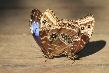 Owl butterflies matting - Caligo