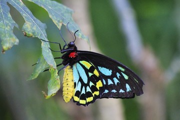 Male Cairns Birdwing butterfly