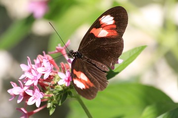Obraz na płótnie Canvas Heliconius melpomene - Postman Butterfly