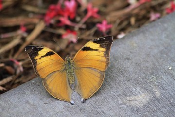 Autum Leaf butterfly - Asia - Dorsal view