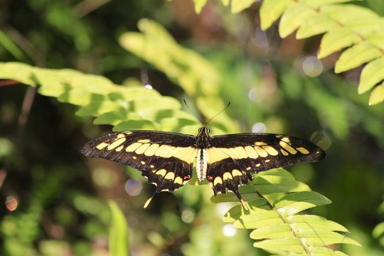 Thoas Swallowtail butterfly - Papilo Thoas