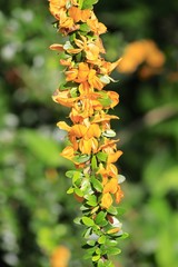 Fairchild Gardens - Orange Flower blooming