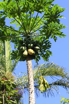 Fairchild Gardens - Papaya tree