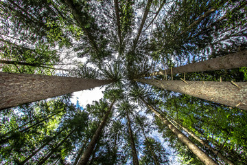 Pine forest