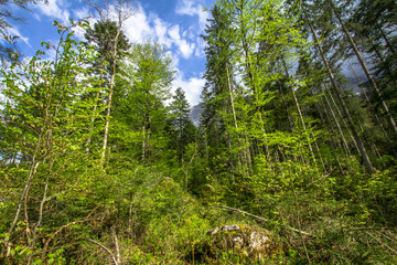 Pine forest and mountains