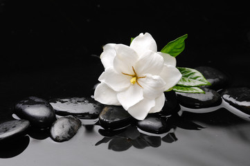 white flower  on black stones background