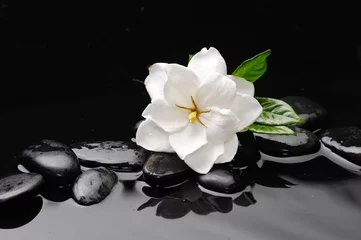 Rolgordijnen white flower  on black stones background © Mee Ting