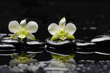 orchid with therapy stones on wet background