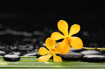 Yellow orchid and black stones on green thin bamboo grove