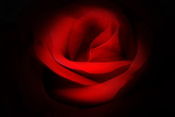 Red rose in the dark.